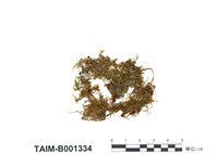 藏品(毛尖卷柏苔)的圖片